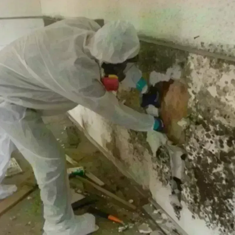 Mold Remediation and Removal in Barber County, KS